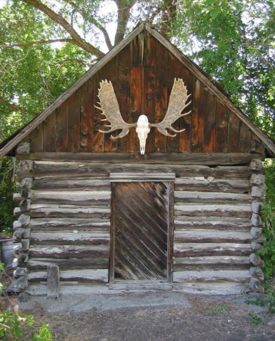 NEW 60" Alaska Bull Moose Antler Rack European Cast Mount Cabela's Taxidermy USA