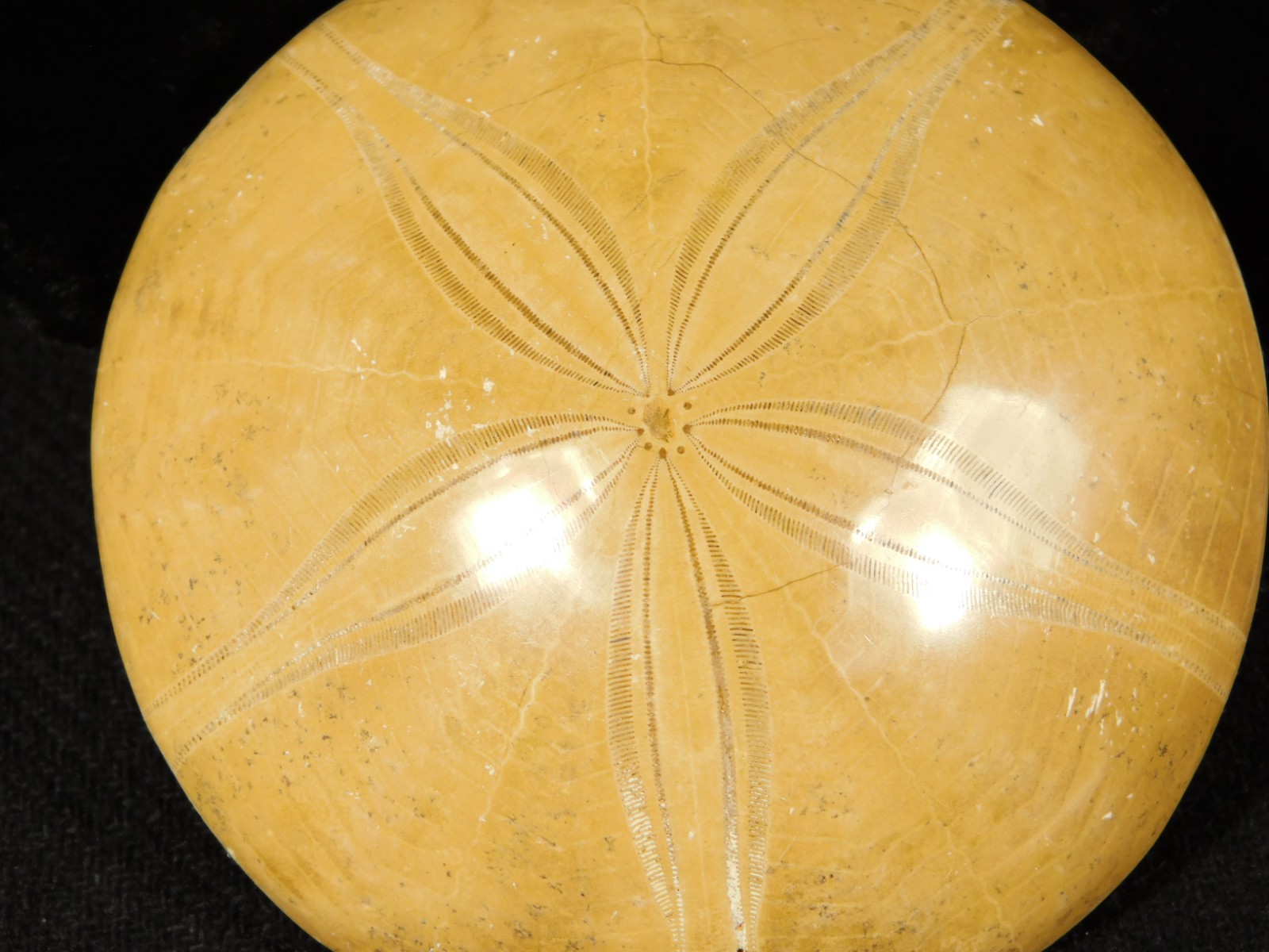 Big! Polished 150 Million Year Old! SAND DOLLAR Fossil Madagascar 200gr