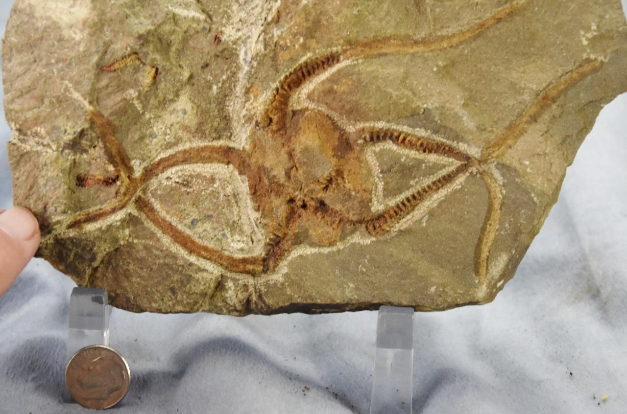 Brittle Star Starfish 450myo FOSSIL 274mm GEOCOMA CORINATA 6.5" 165mm 5019bb