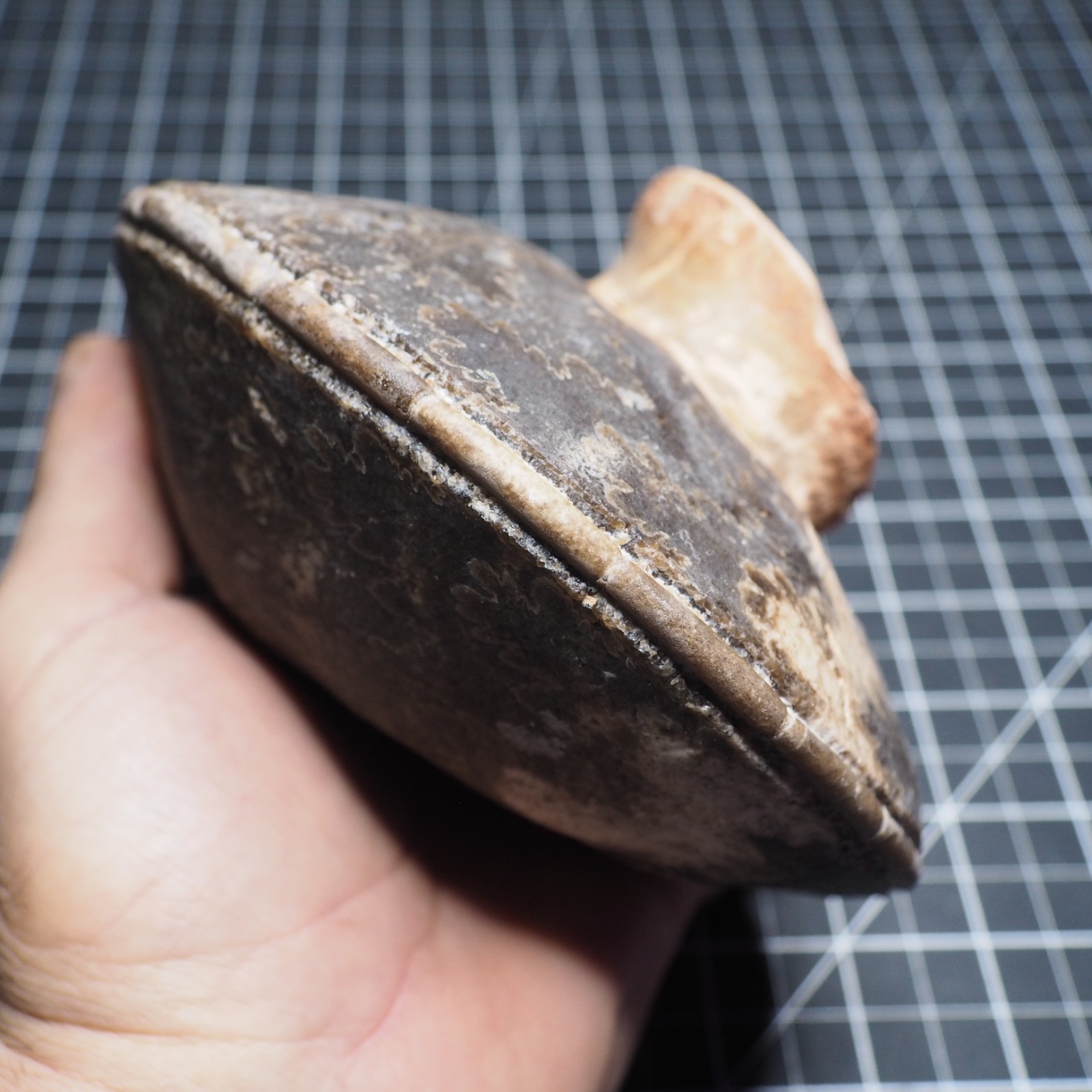 Study Specimen Choffaticeras Ammonite 155 mm 1.7 kg Fossil Siphuncle Cretaceous