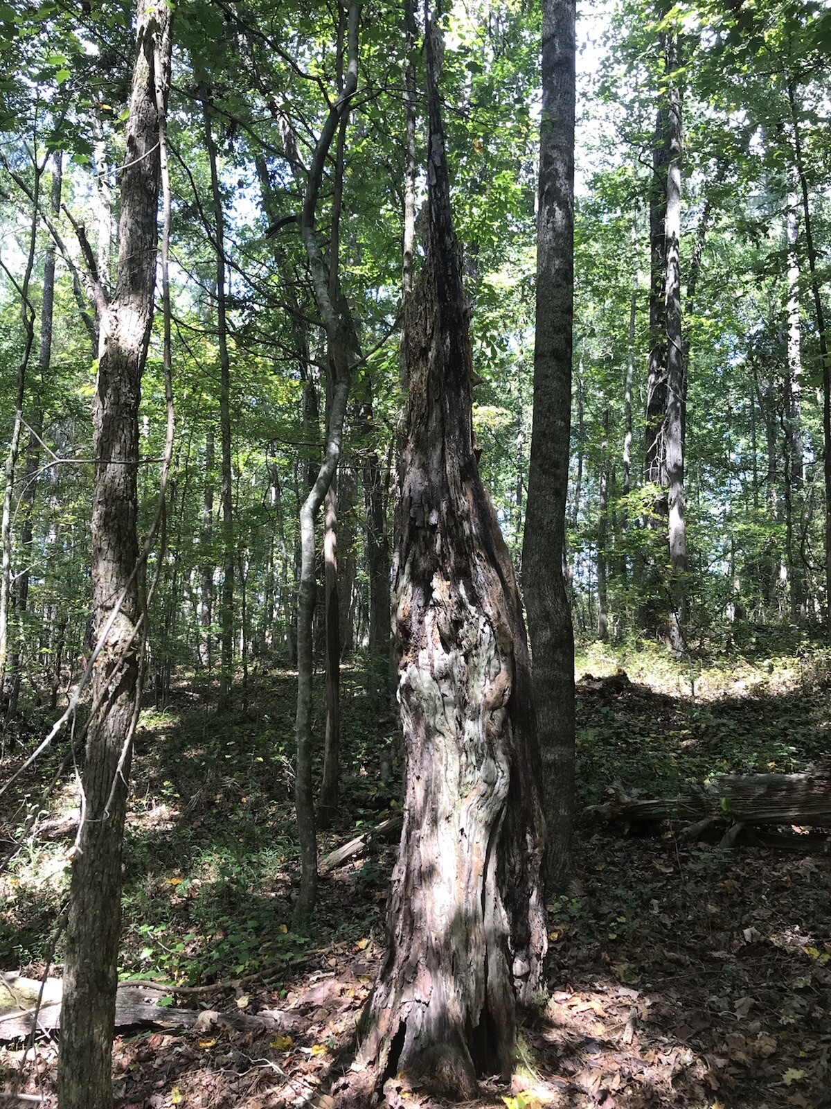 7 lbs Georgia Fatwood Natural Fire Starter Kindling. THE BEST!