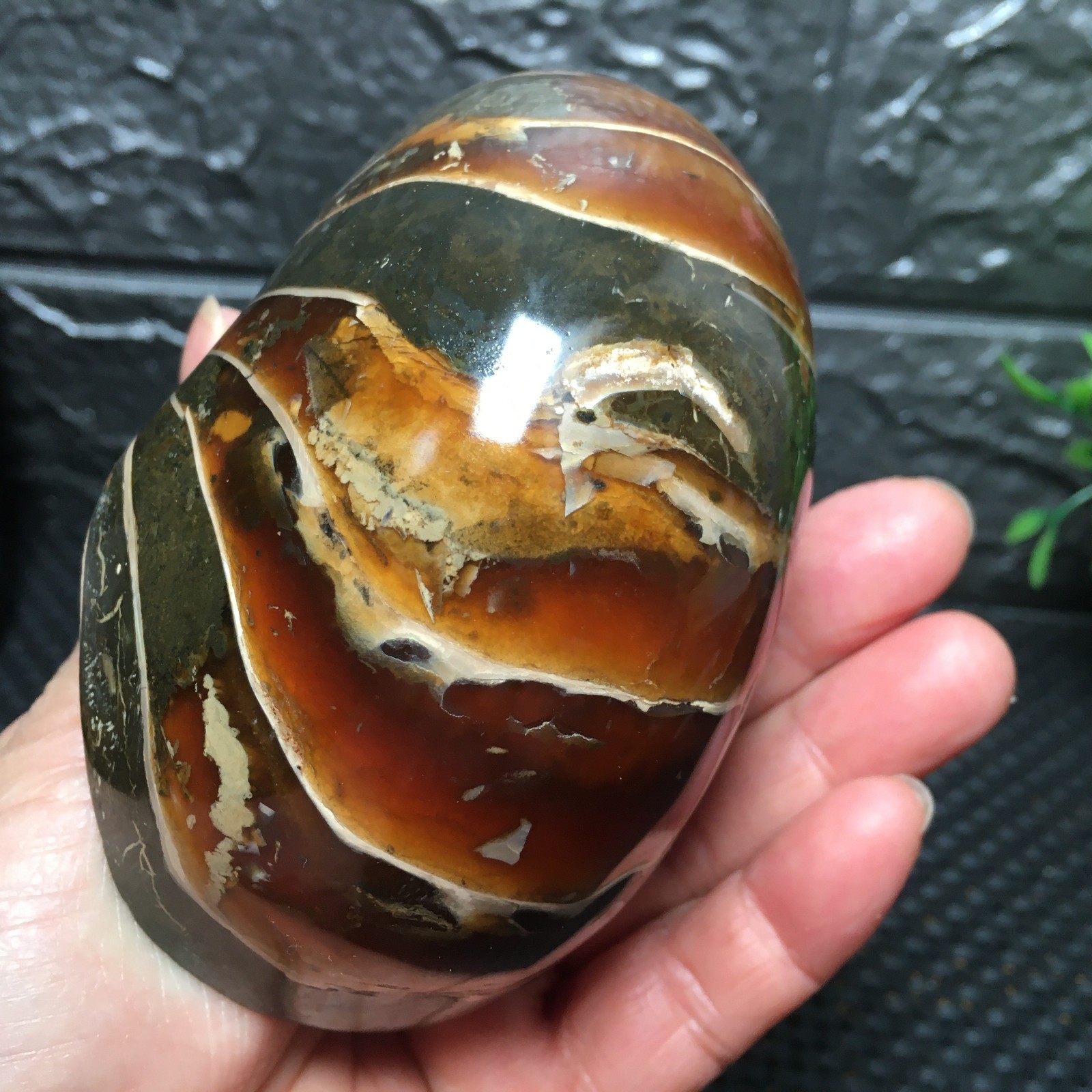 567g Natural polishing Ammonite crystal specimens fb1037