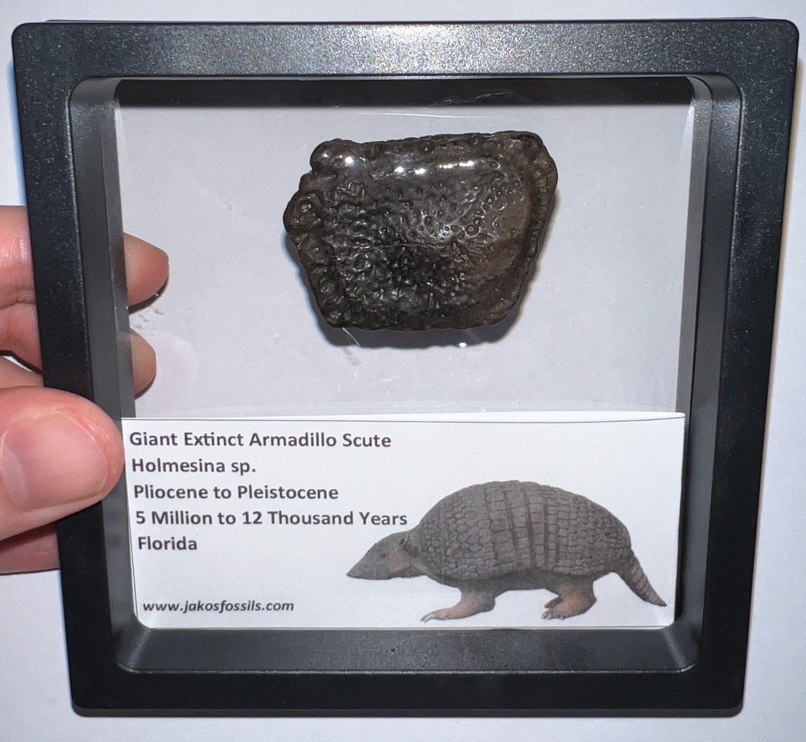 RARE Ice Age Fossil HOLMESINA GIANT ARMADILLO Scute Bone Armor Lot ONE PER ORDER