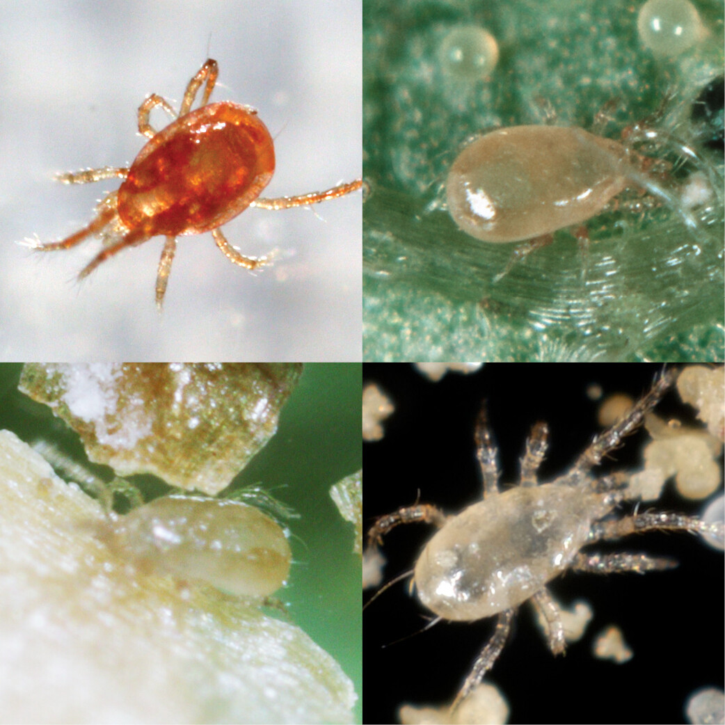 Special Blend Spider Mite Control Predatory Mites