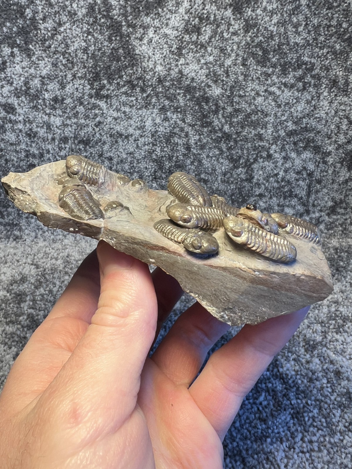 Austerops Trilobite Fossil Mortality Plate – Multiple Trilobites, Jorf