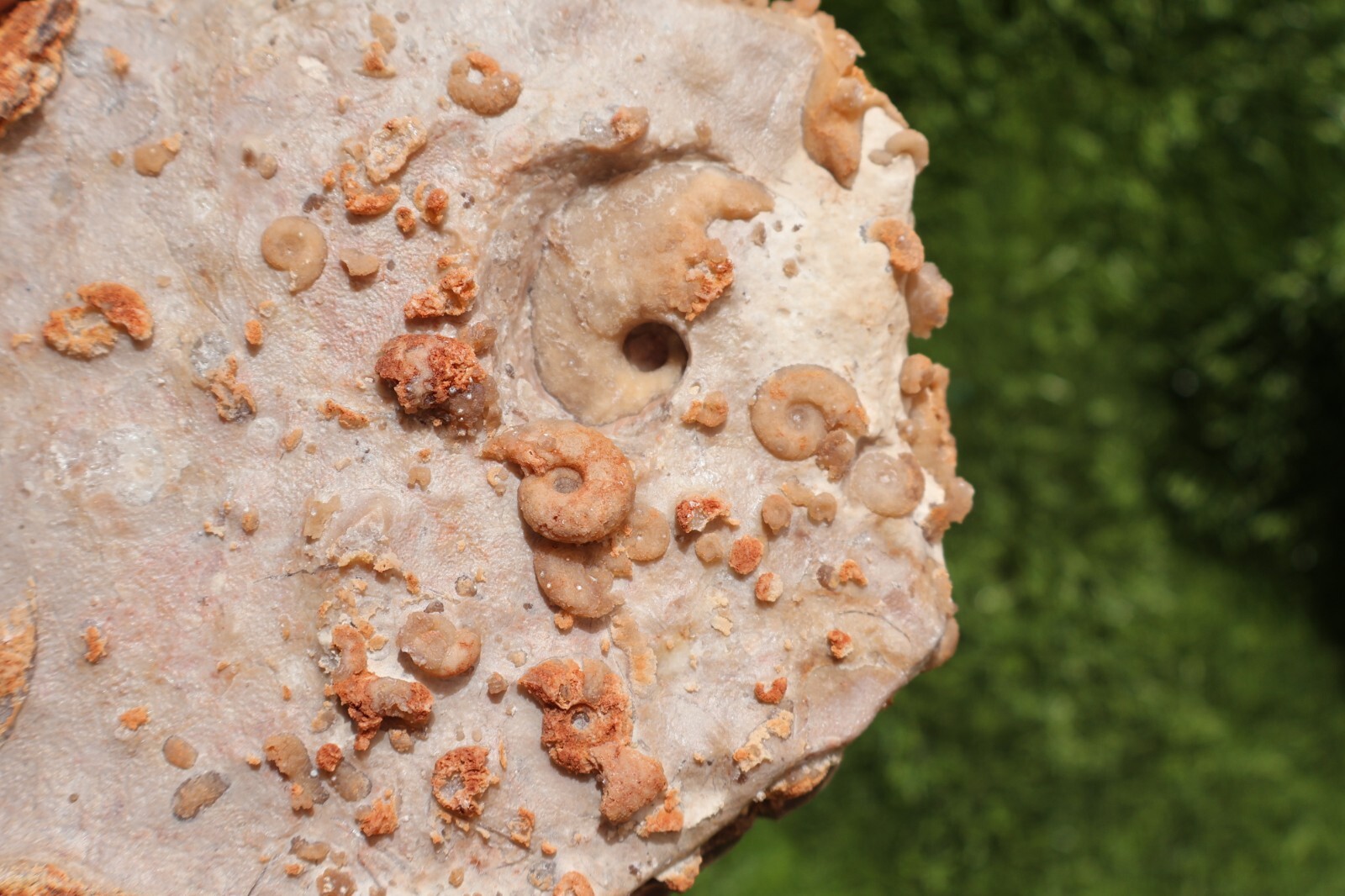 Cretaceous Douvilleiceras And Gastropods Fossil Plate From Morocco Marine Fossil