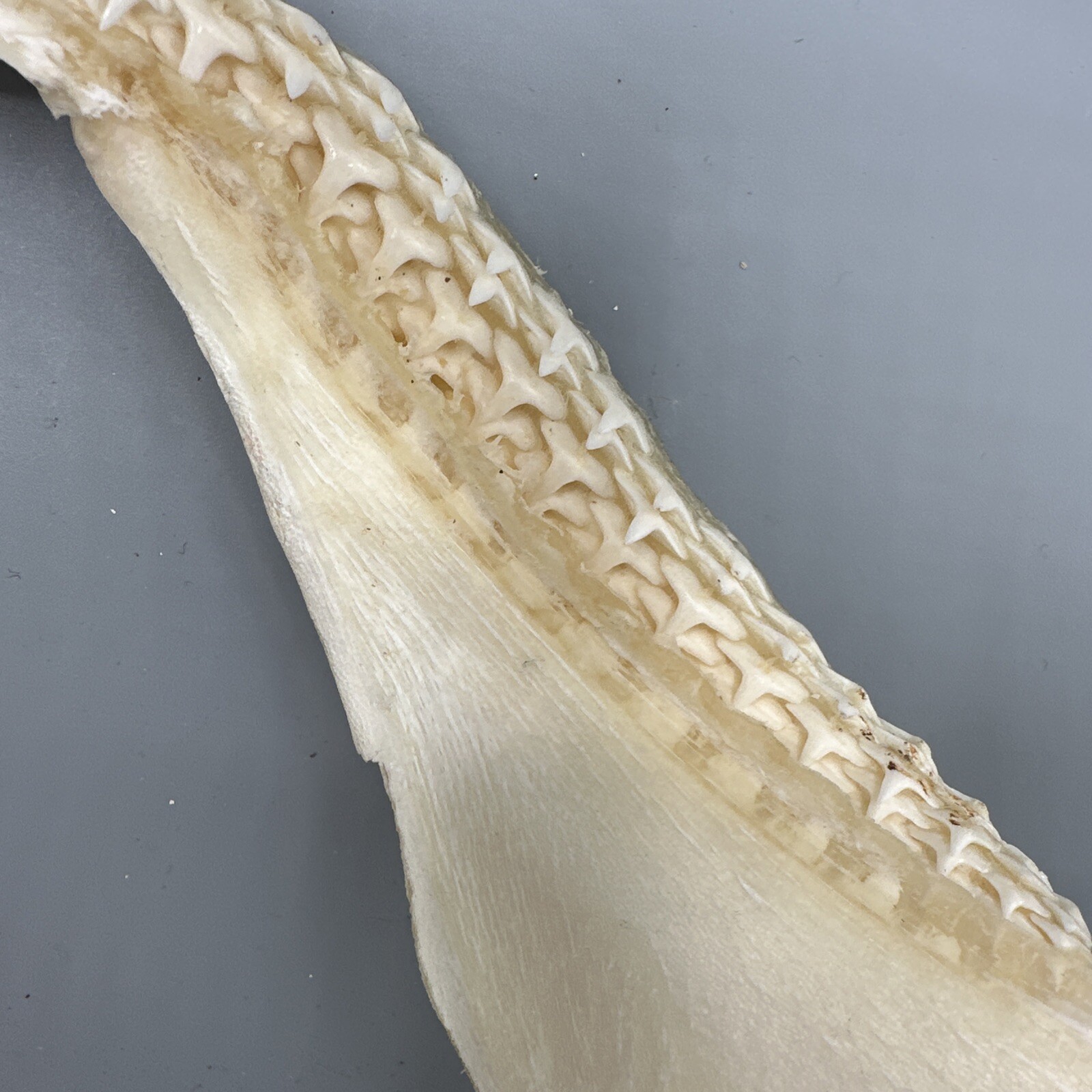 Large Shark Jaw Fossil 🦈