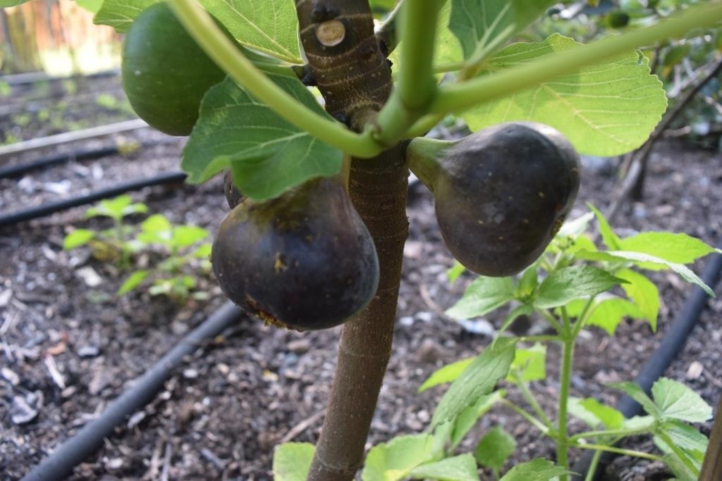 Fig Tree Cuttings. TWO FREE GIFTS. Choose Your Varieties. 50+ varieties!