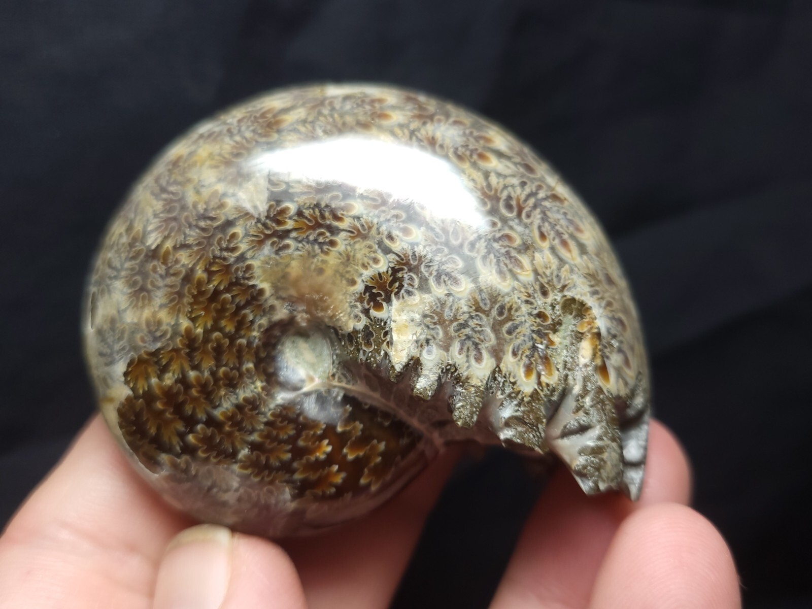 Ammonite Phylloceras Fossil from Madagascar 2.5" (138.6 gr.)