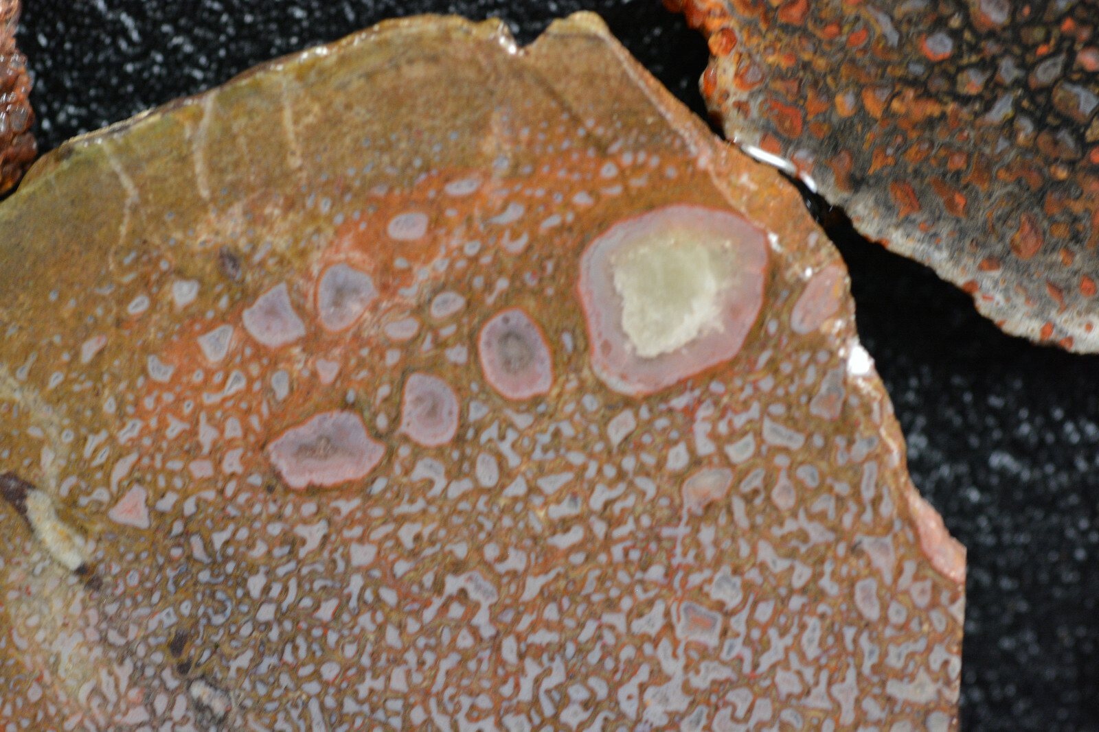 100 Grams of Agatized Dinosaur Bone Slabs