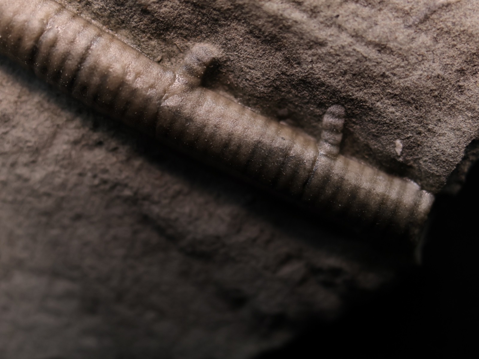 Sweet Pachylocrinus aequalis Fossil Crinoid, Crawfordsville, IN