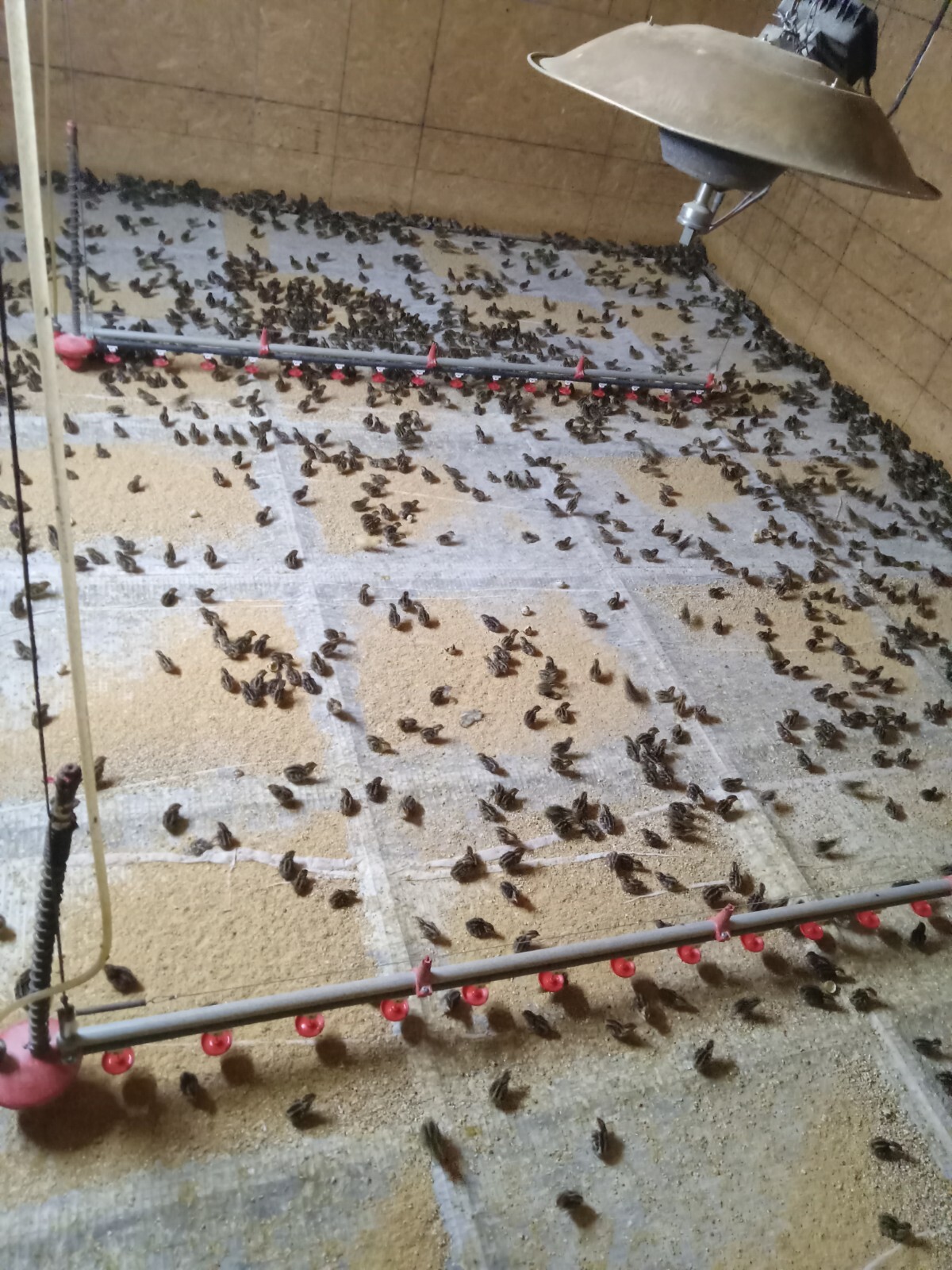 100+ KINGsBROWN XL. JUMBO brown coturnix quail hatching eggs,