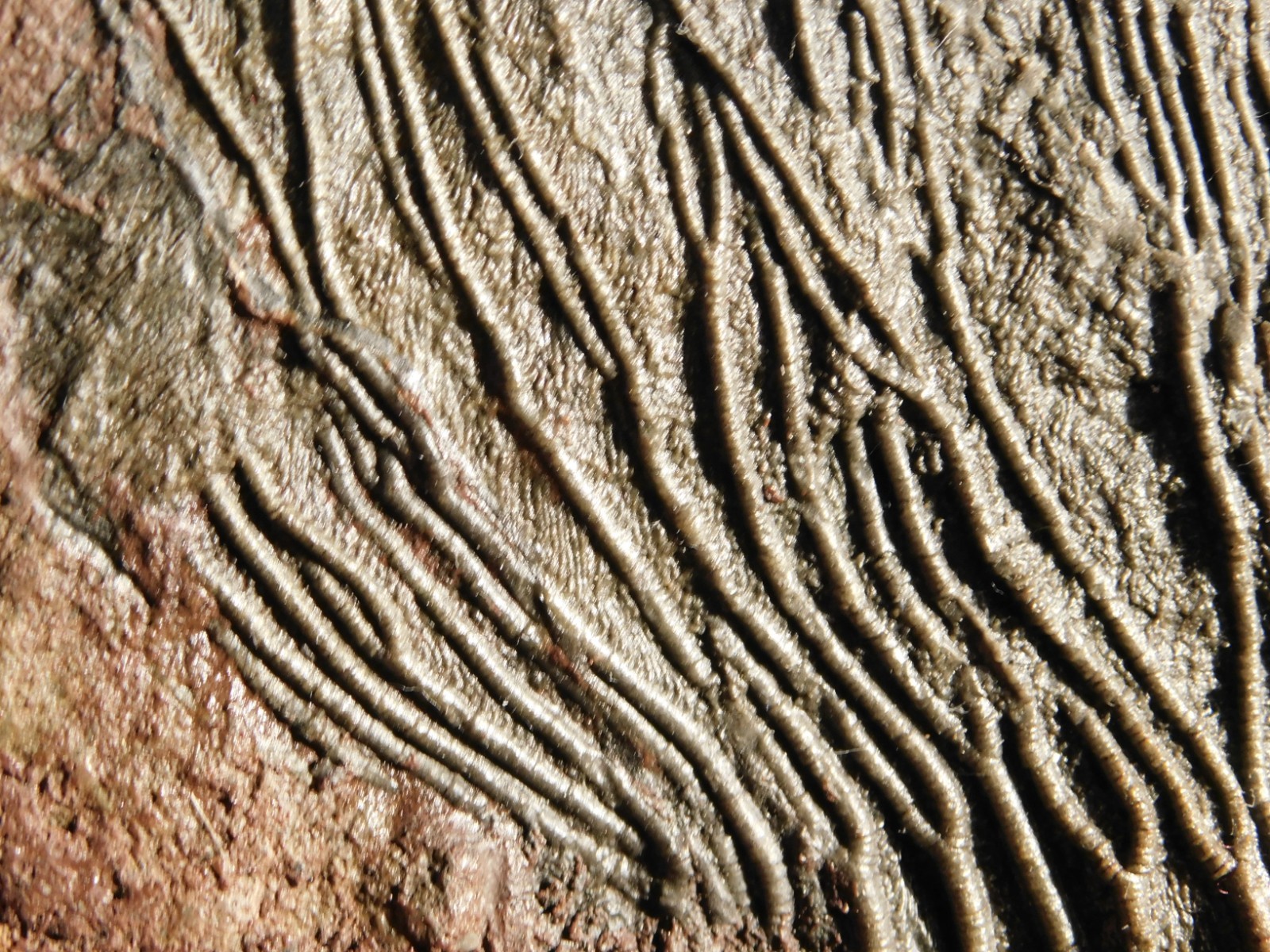 TWO BIG! 430 Million Year Old! CRINOID Fossils or Sea LILY Fossil Morocco 1565gr