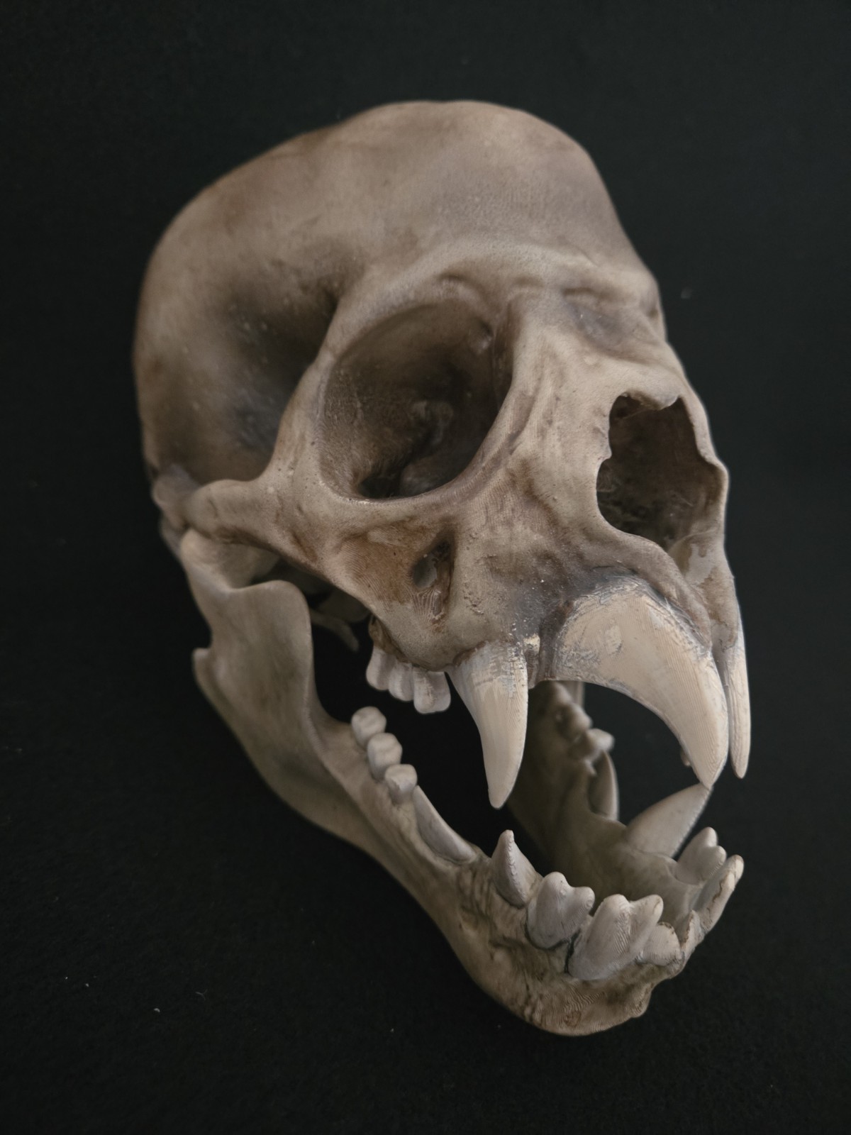 Vampire Skull Realistic (Human Size)