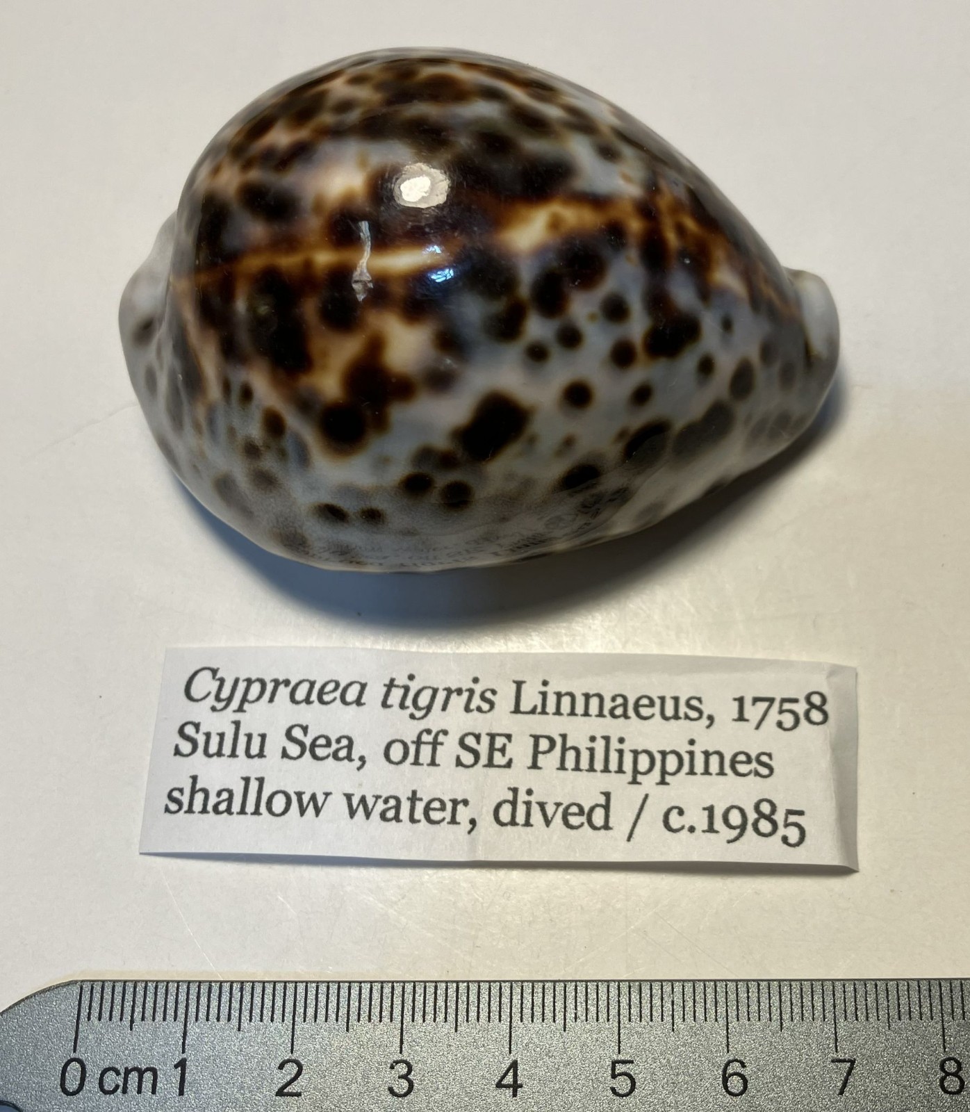 Cypraea tigris.  tiger cowrie. Collected in the Philippines . Great Shape.  75mm