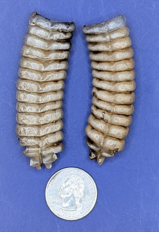 2 Nice Very Large Western Diamondback Rattlesnake Rattle #264-6