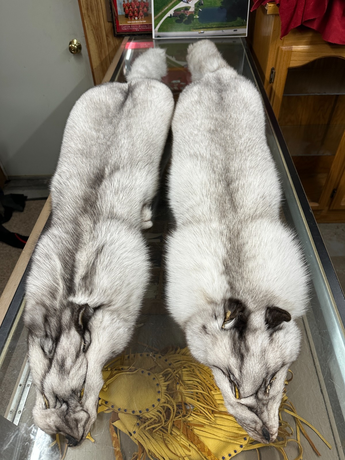 BLUE FOX EXTRA EXTRA HEAVY GORGOUS TOP OF THE LINE FROM NORWAY