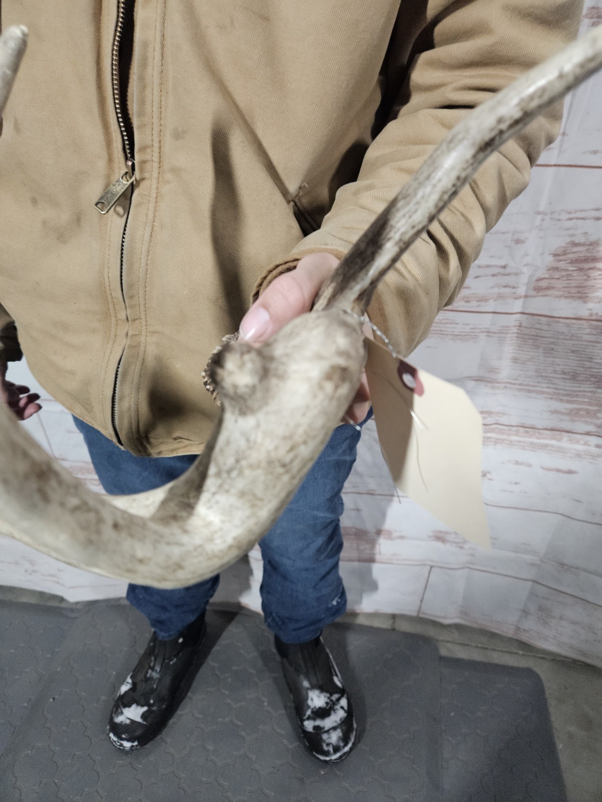 Freak Whitetail Deer Antler Shed Horn Rack Decor 5 Point Man Cave Decor 56"