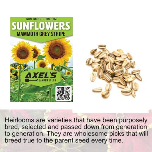 Giant Sunflower Seeds for Planting - Heirloom & Non-GMO - High Germination Seeds