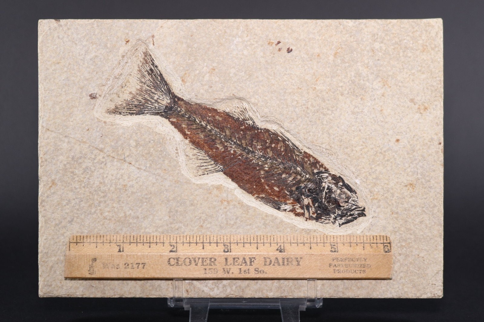 5.2" Mioplosus Fossil Fish Fossil Lake Green River Fm Wyoming WY COA 11740