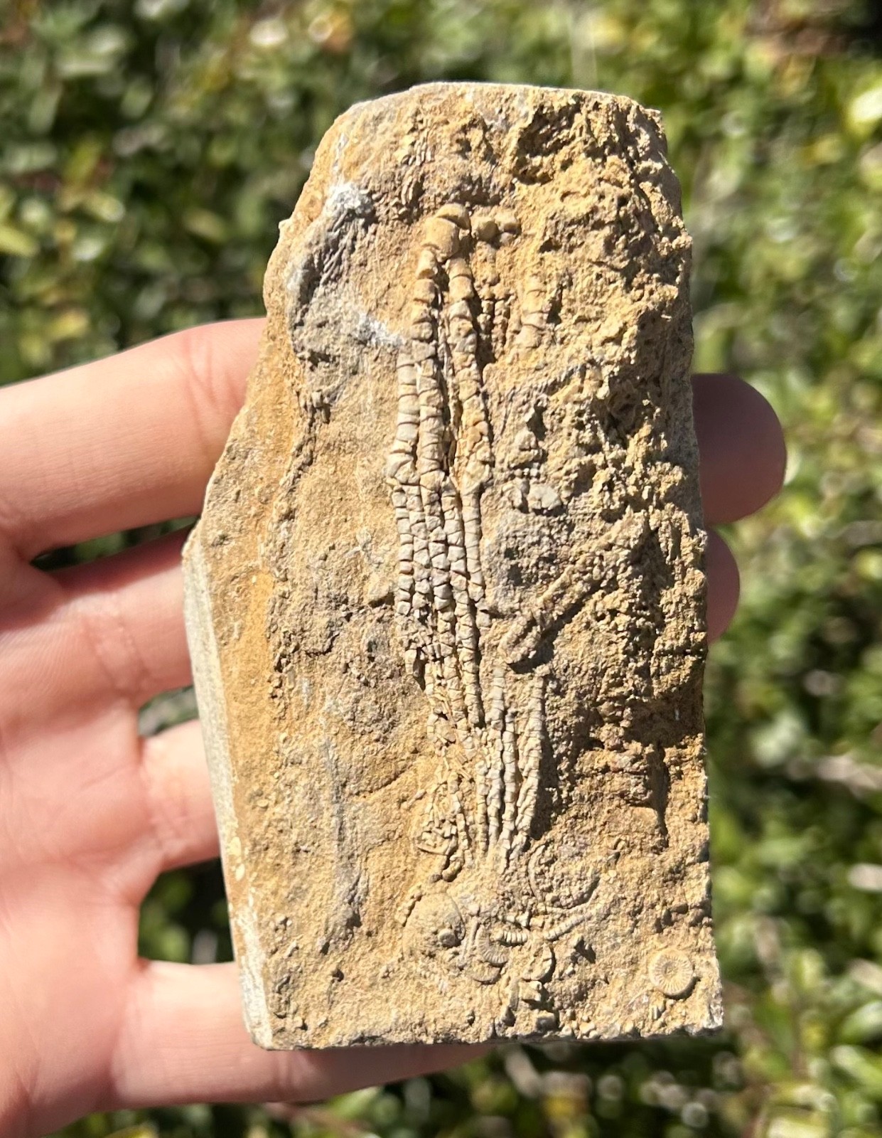 Alabama Fossil Crinoid in Matrix Aphelecrinus bayensis Bangor Limestone Fm