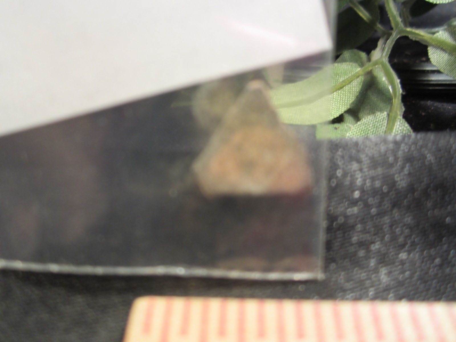 Fossilized Raptor Therapod Dinosaur Eggshell Piece with Display Label