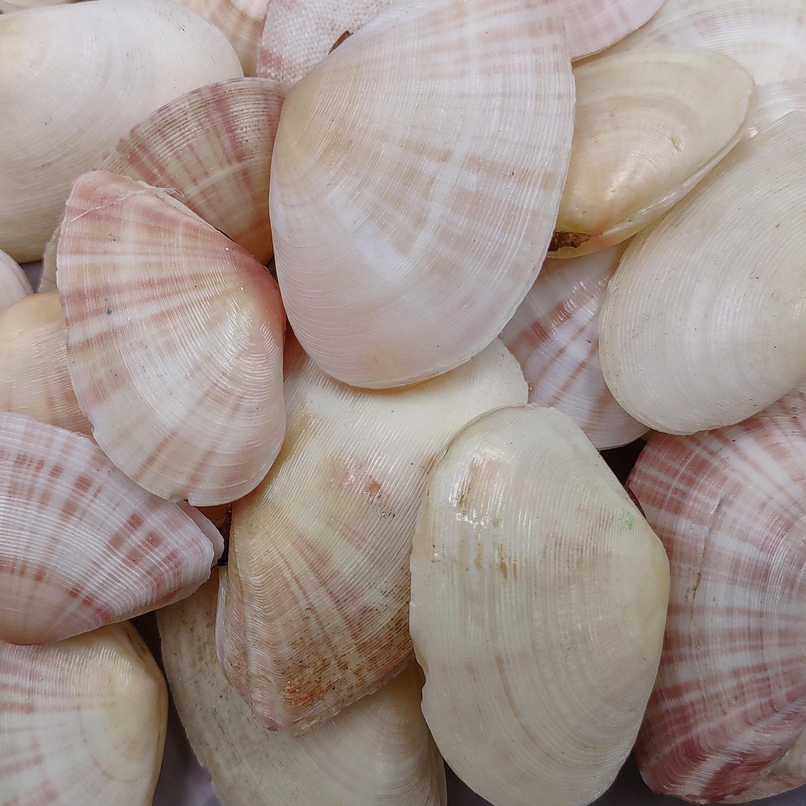 Sunrise Tellin Clam Seashells Polished (10 Pairs approx. 1.25+ inches)