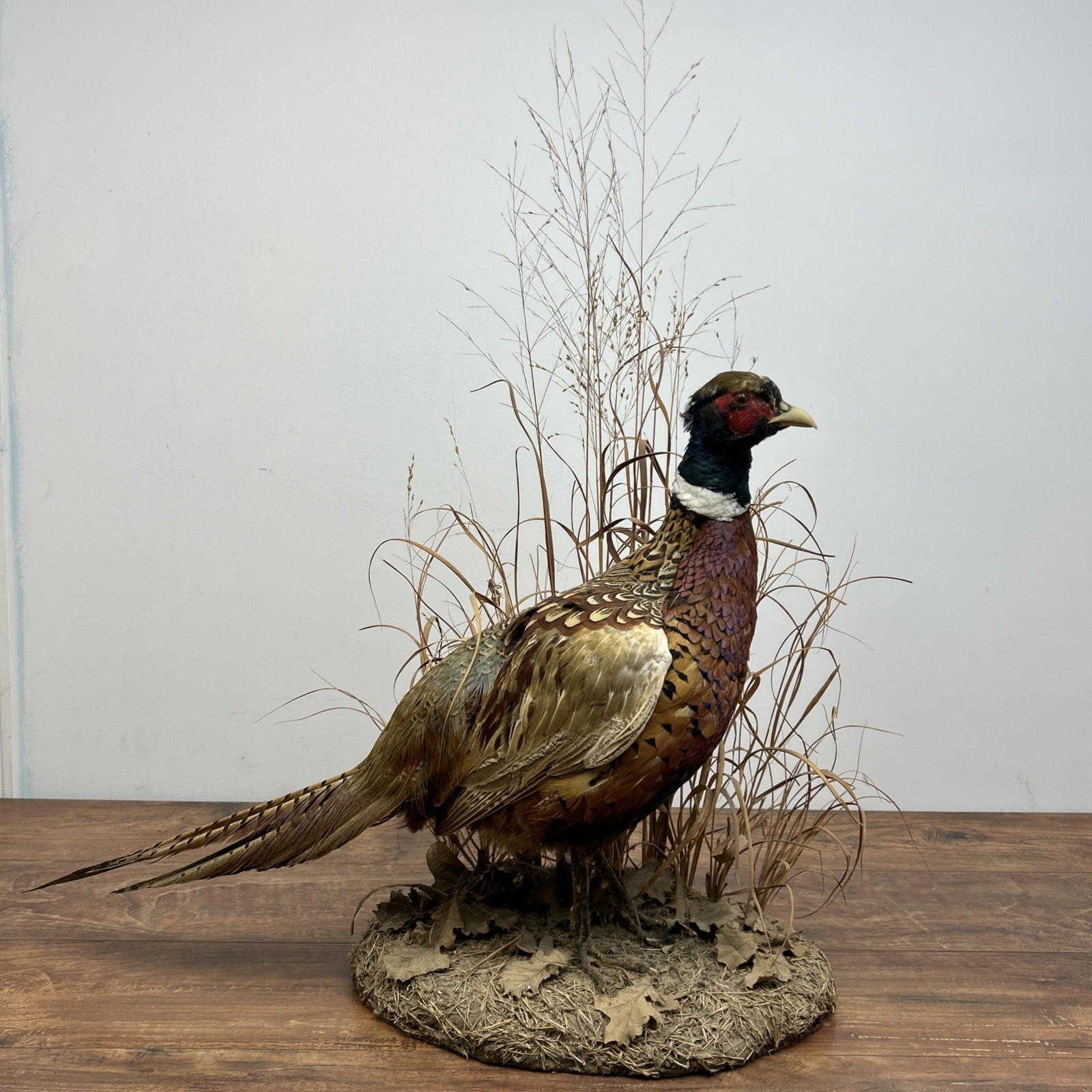 Ringneck Rooster Pheasant Taxidermy Standing Mount Habitat Base Foliage