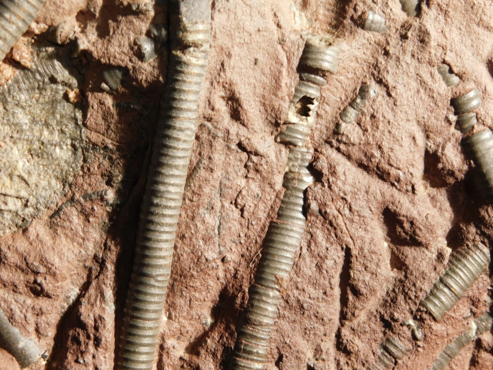 BIG! 430 Million Year Old! CRINOID Fossil or Sea LILY Fossil Morocco 1570gr