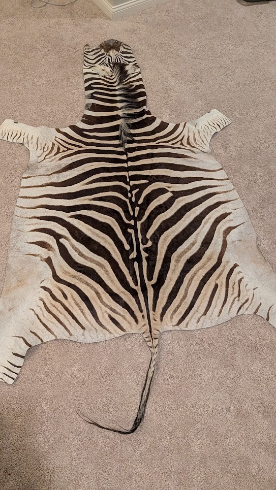 Genuine Zebra hide/ Zebra skin/ Zebra rug - South African Burchell 's Zebra