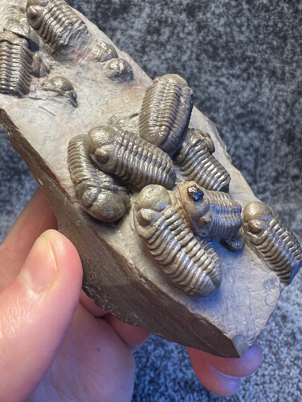 Austerops Trilobite Fossil Mortality Plate – Multiple Trilobites, Jorf