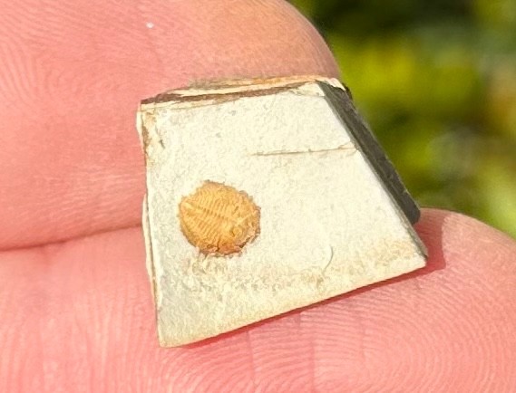 Georgia Fossil Trilobite Aphelaspis brachyphasis Conasauga Formation Cambrian