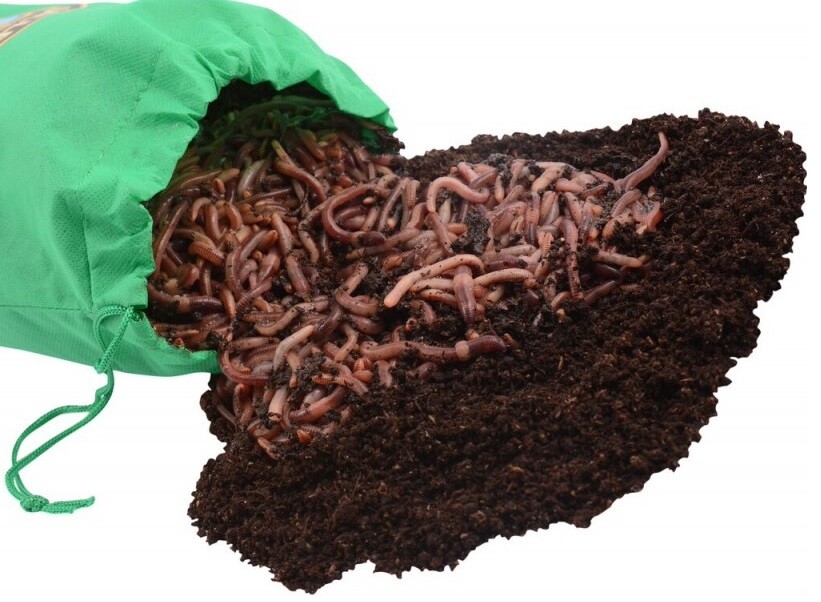 250 Count Super Red European Night Crawlers