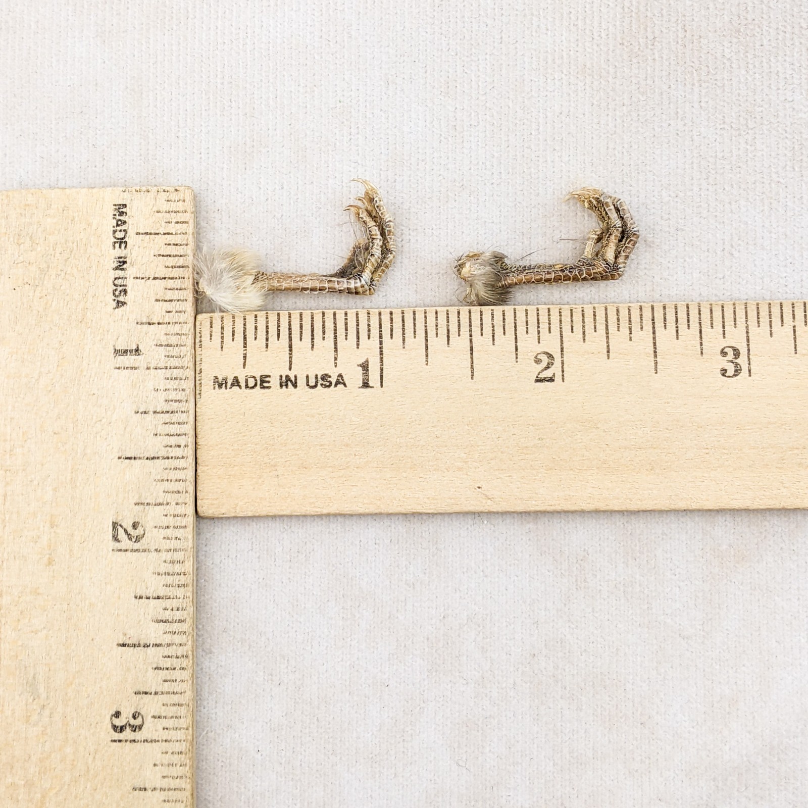 Society Finch Feet Pair Taxidermy Crafts Repairs bird foot claw oddity curiosity