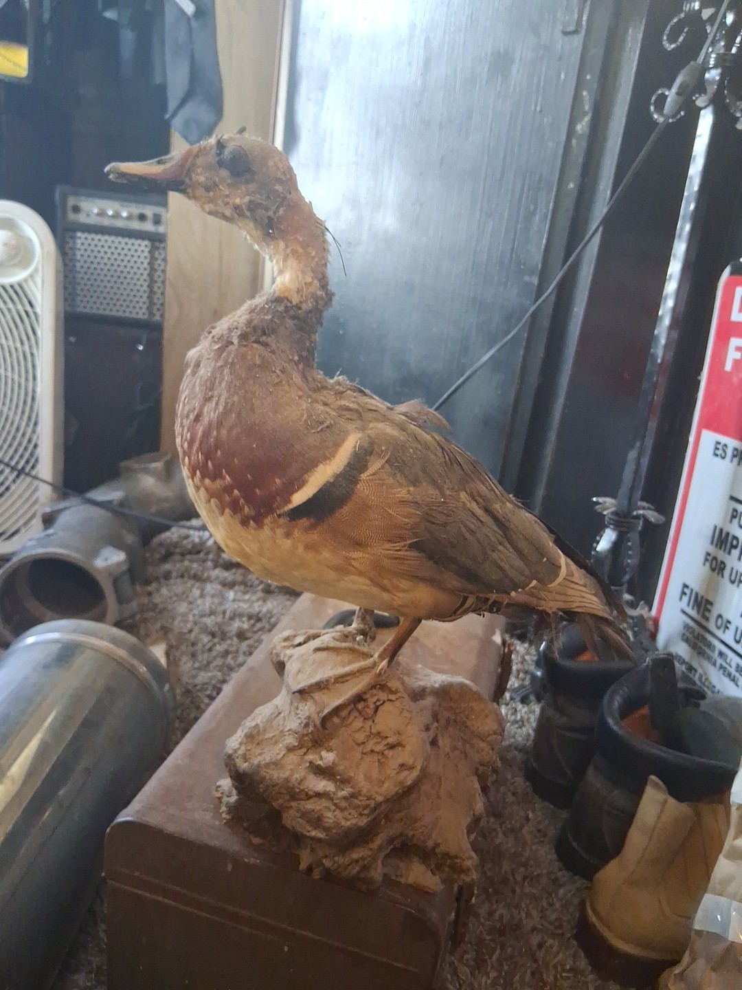 Vintage Very Old Dusty Duck Mount. On Driftwood, For Refurbish
