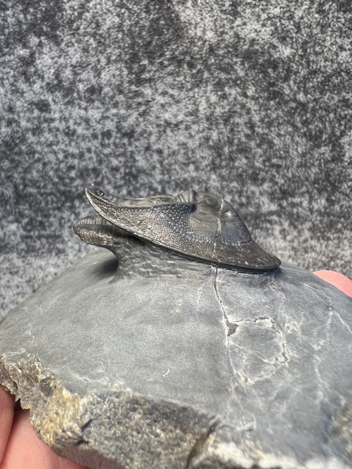 Harpes aff. perradiatus Trilobite Fossil – Collector Specimen