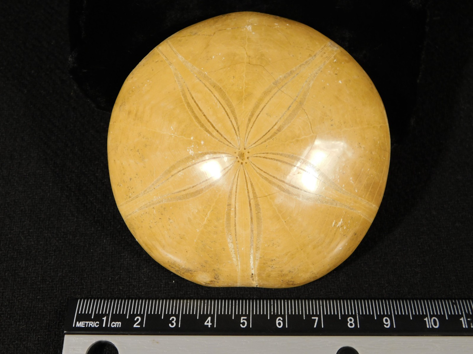 Big! Polished 150 Million Year Old! SAND DOLLAR Fossil Madagascar 200gr