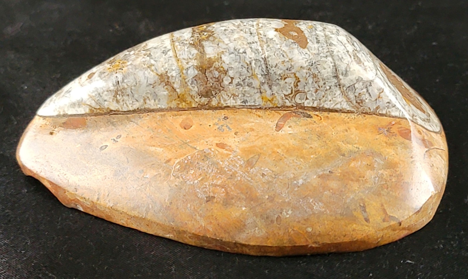 Vintage Ancient Orthoceras Squid Shell Fossil Morocco Approx 3.5" & 4.5" Lot of