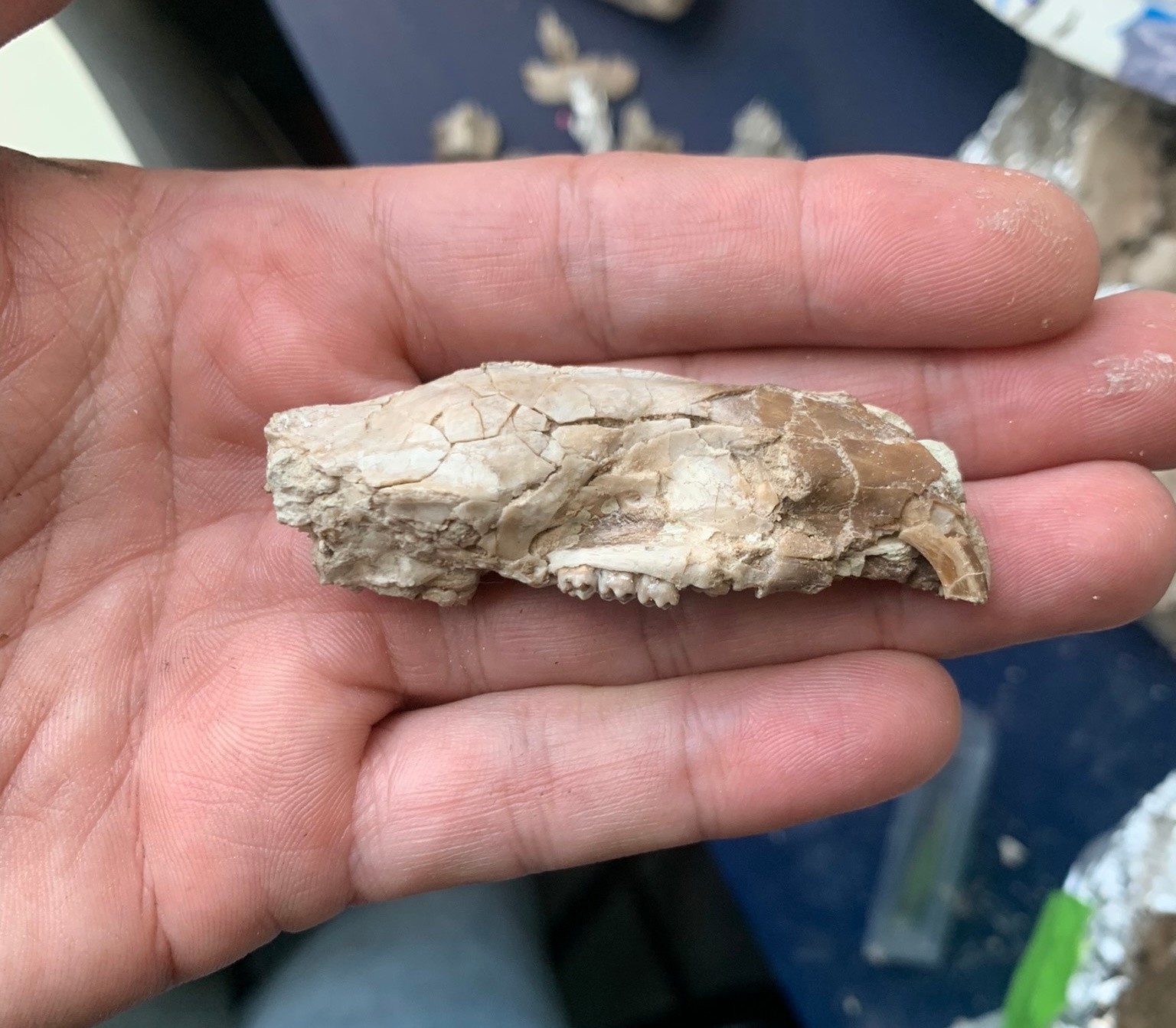Fossil squirrel skull, Ischyromys, White river badlands, Nebraska