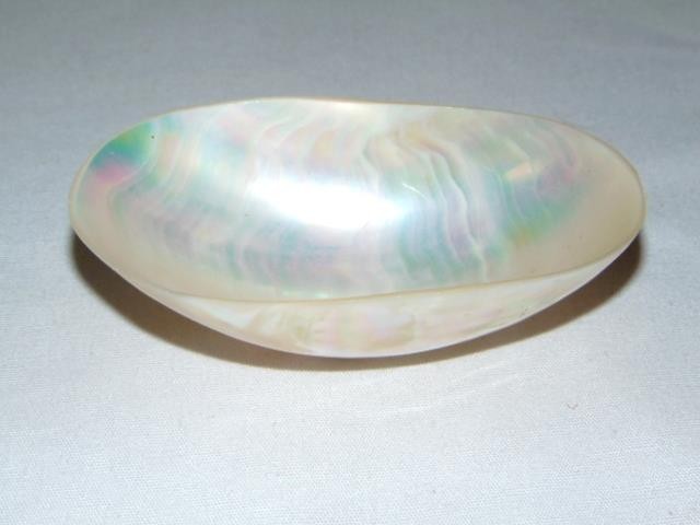 Natural Vintage FRESH WATER CLAM Polished Seashell, From Kanchanaburi, Thailand