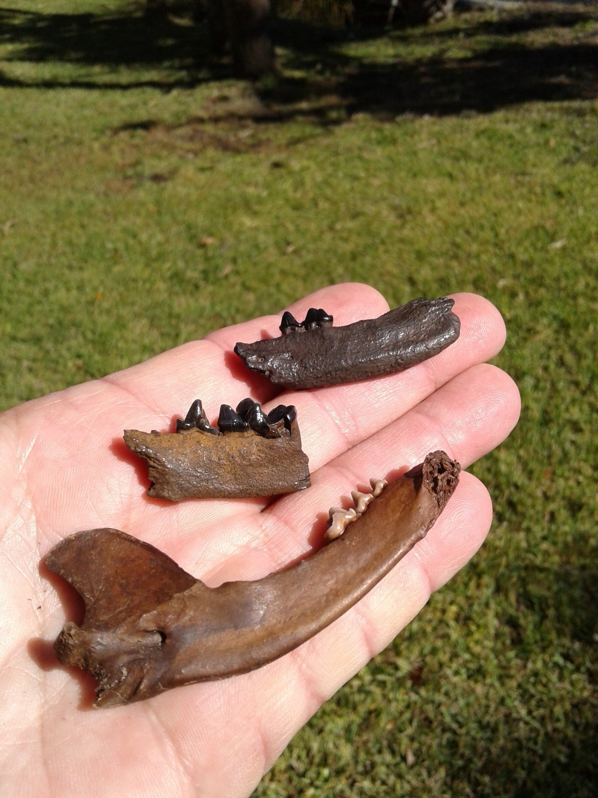 Bargain 3 Jaws Raccoon And River Otter Florida Ice Age Fossil Mammal Teeth