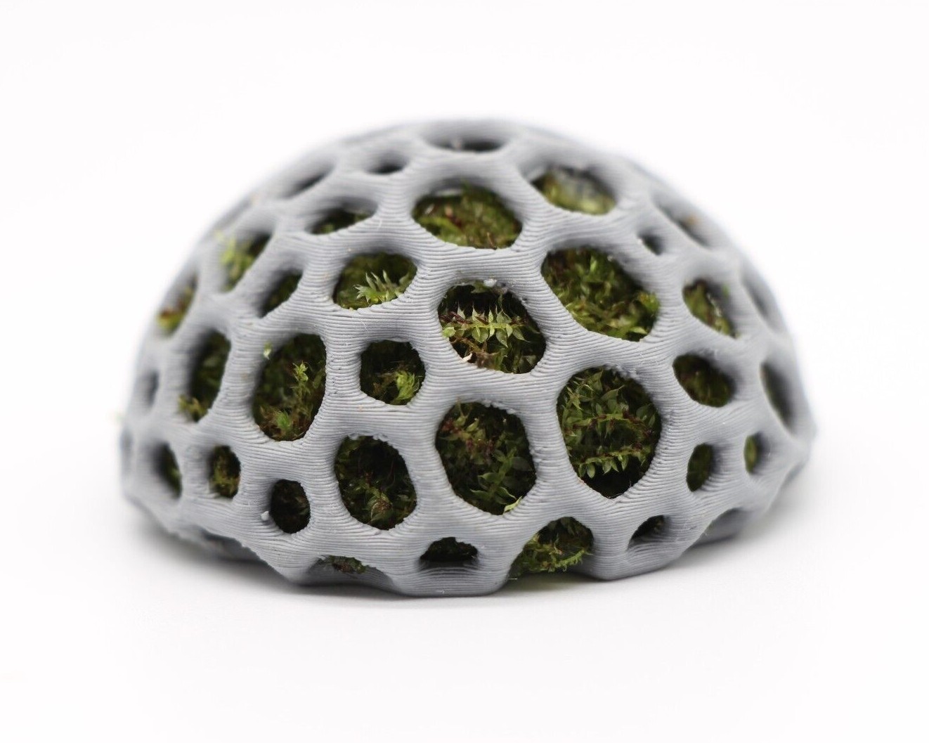 Shrimp Dome Shelter Aquarium Decoration