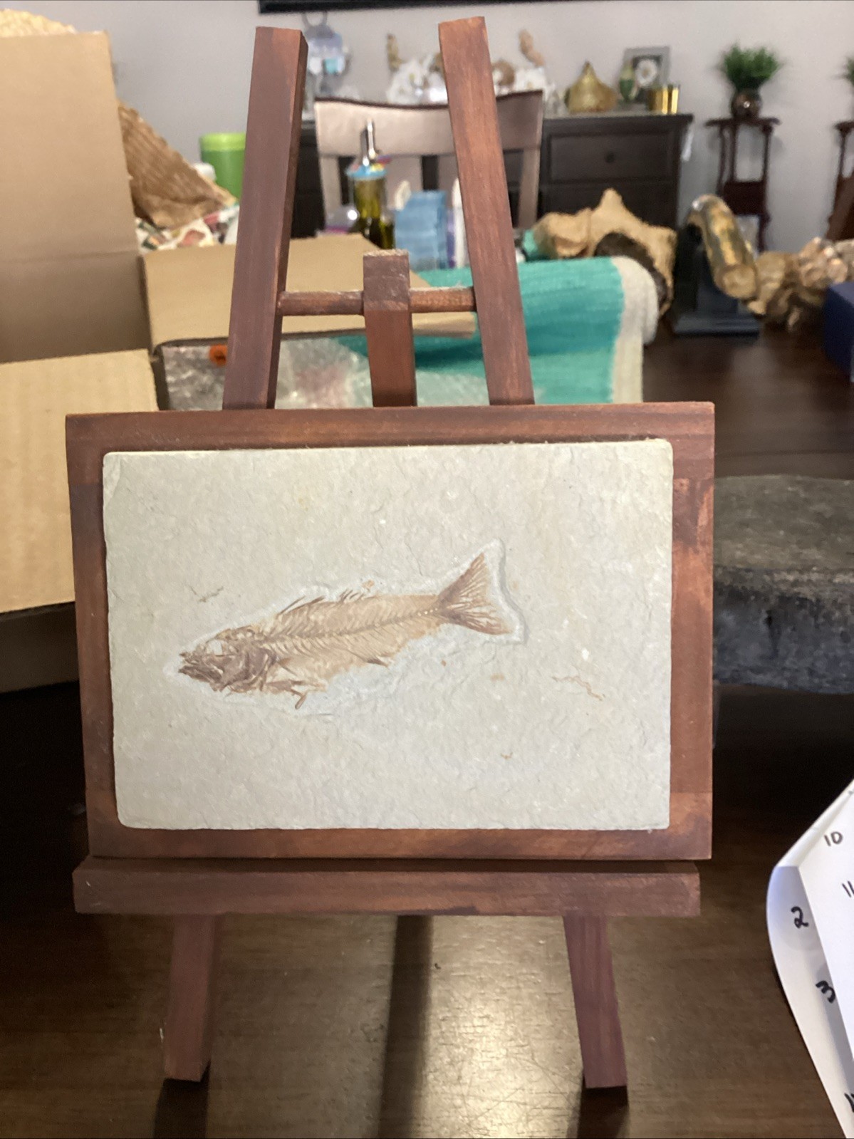 EXTREMELY RARE Fossil Fish EOHIODON HIODON FALCATUS Green River Fish 7x5