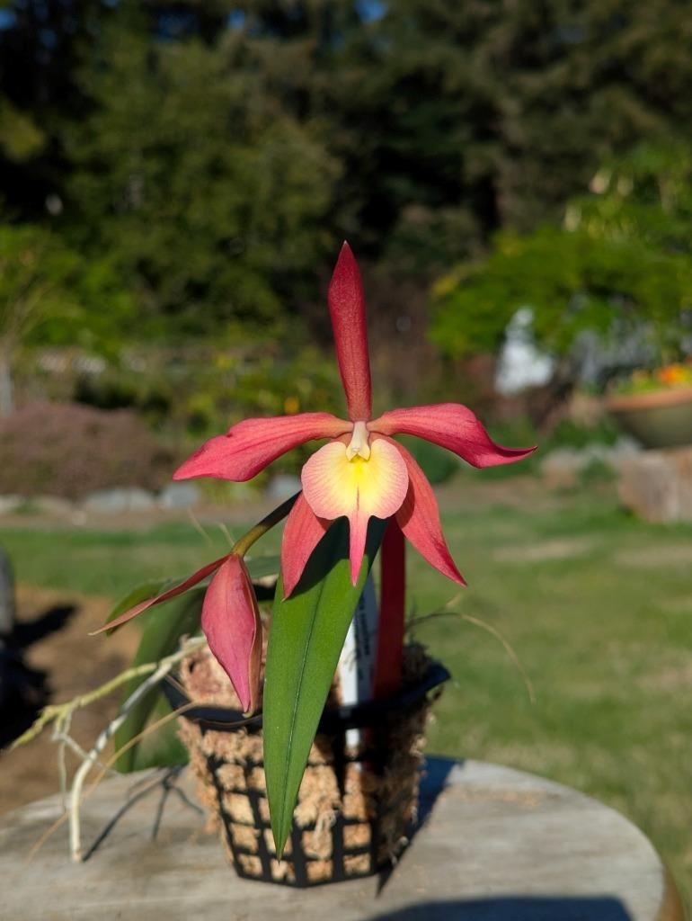 New Orchid Hybrid Epicattleya Redwood Sunset. Pendant Plant, Red-Orange Flowers!