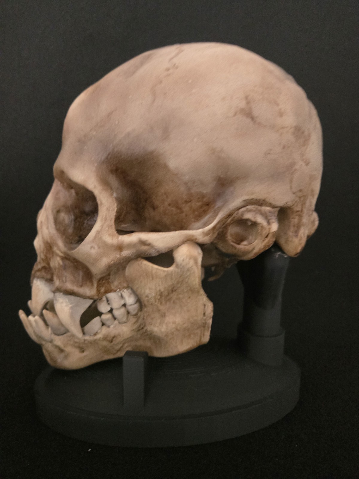 Vampire Skull Realistic (Human Size)