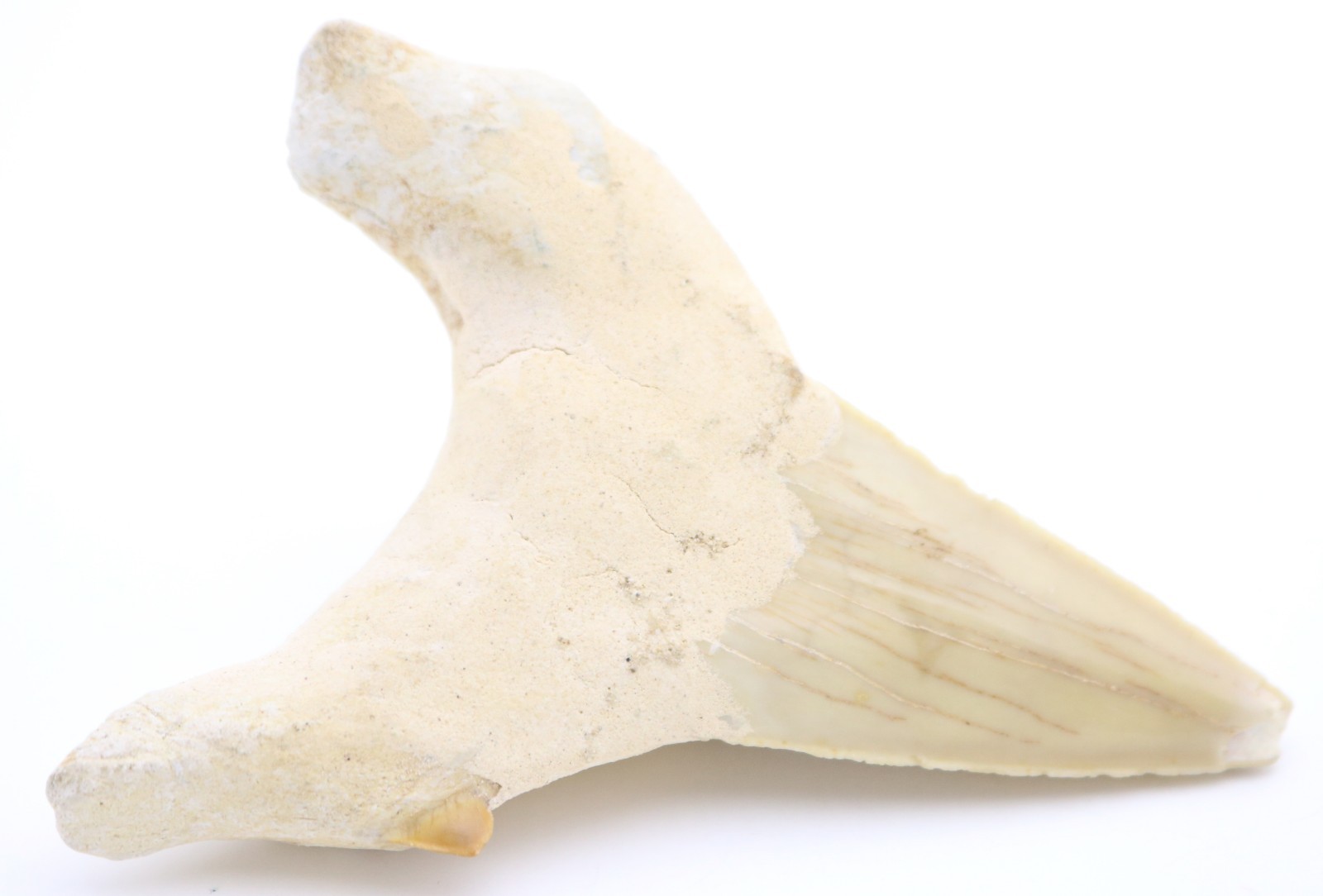 Large FASCINATING Fossil SHARK Otodus Obliquus TOOTH Fossilized Specimen