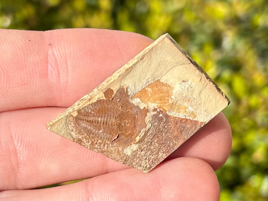 Georgia Fossil Trilobite Aphelaspis brachyphasis Conasauga Formation Cambrian
