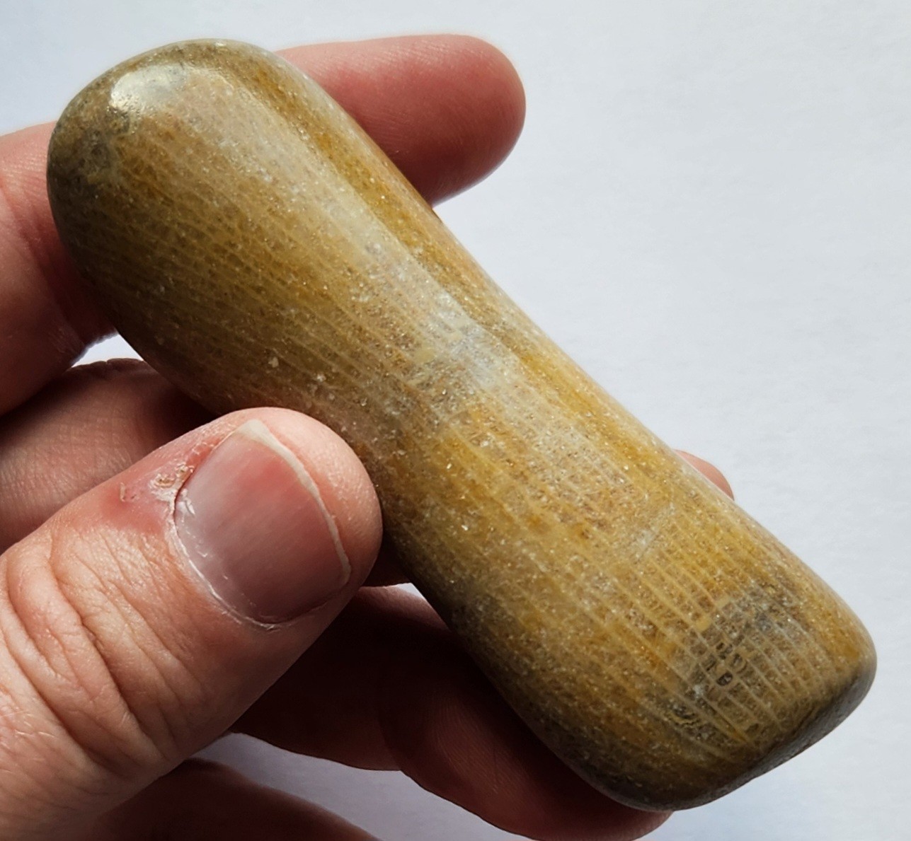 70g Awesome Tumbled Fossil Horned Coral Central Texas Pennsylvanian