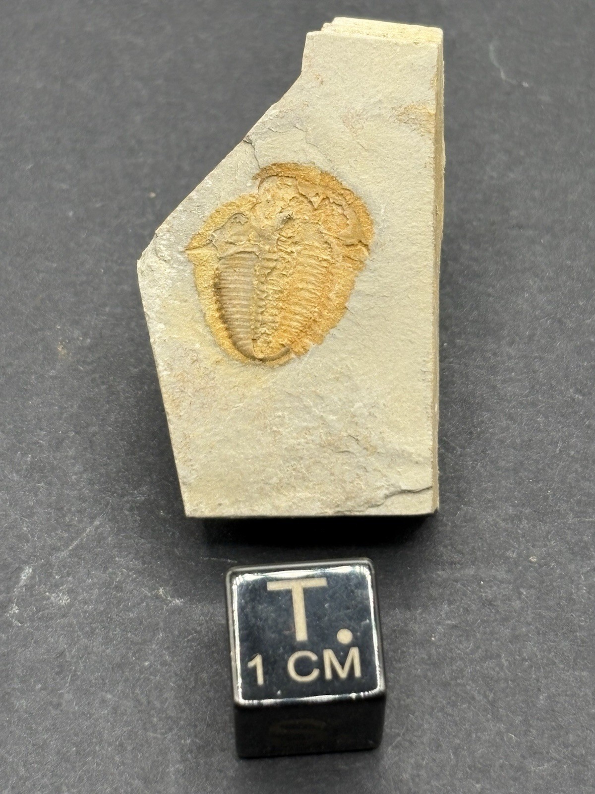 (5) Trilobites- Middle Cambrian-Aphelaspis brachyphasis- Murray County, Georgia