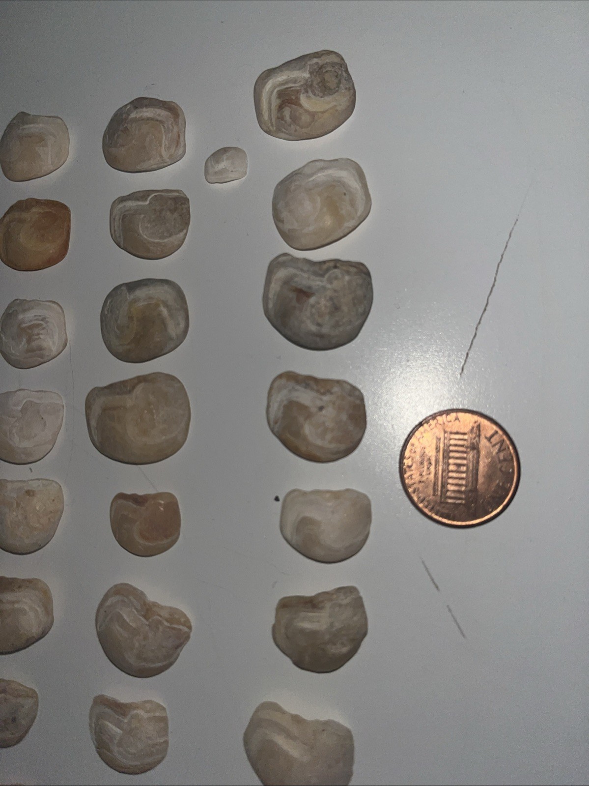 Lake Erie Lucky Stones Otolith Bones Crafts Decor Lot Of 42 Various Colors Sizes